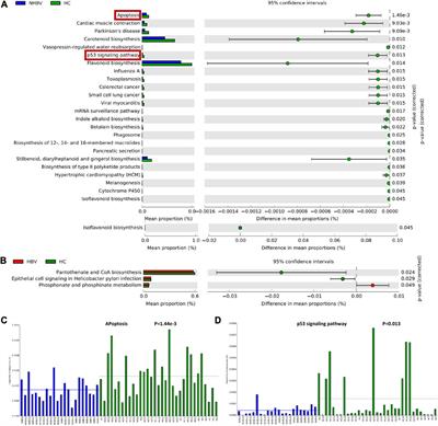 G. lucidum triterpenes restores intestinal flora balance in non-hepatitis B virus-related hepatocellular carcinoma: evidence of 16S rRNA sequencing and network pharmacology analysis